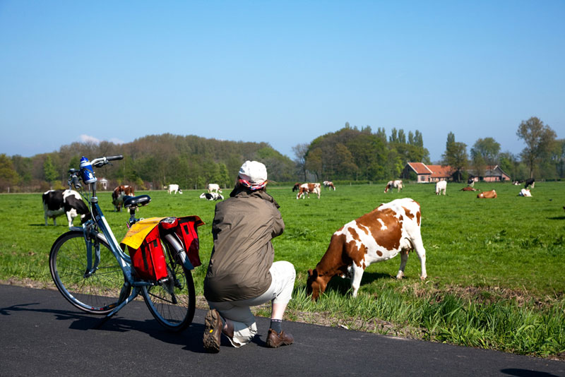 toerist fotografeert koeien in de wei