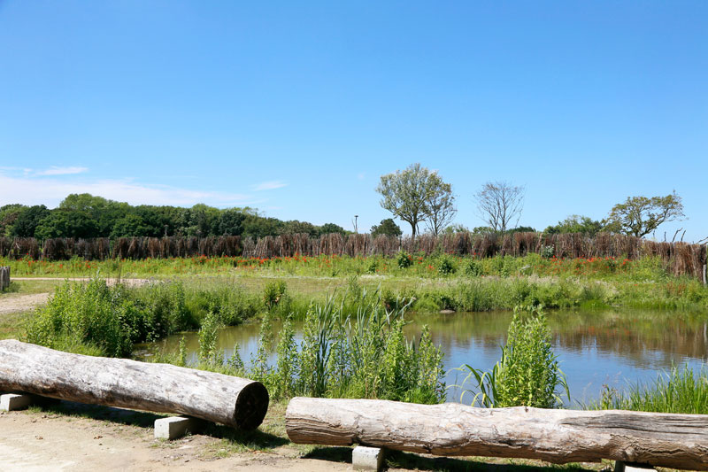 Belgische kust: het vernieuwde Zwin Natuur Park