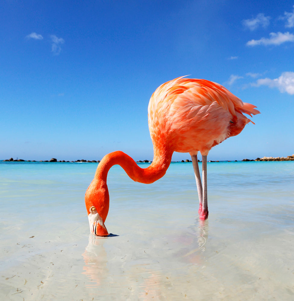Up close & personal, de flamingo's op het gelijknamige strand bij het Renaissance hotel