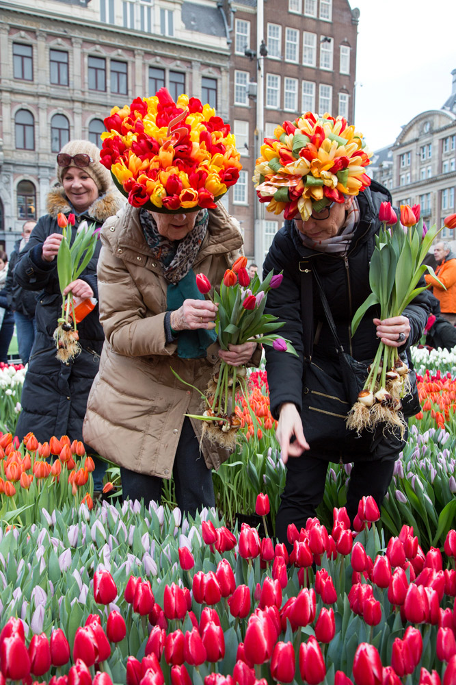 Nationale Tulpendag, de tulpen-pluktuin op de Dam in Amsterdam