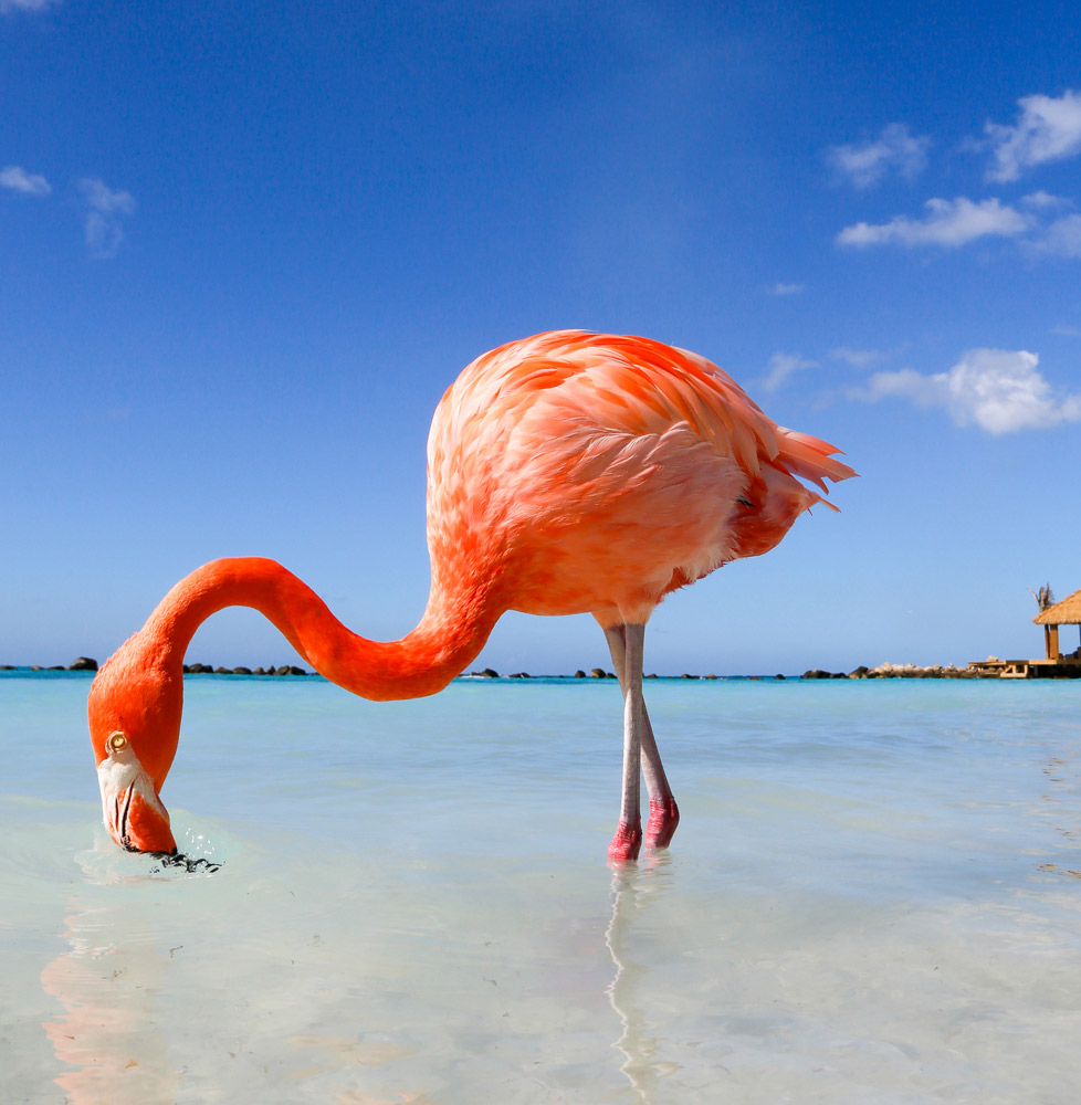 Strand top 5 Aruba: in goed gezelschap op Flamingo Beach