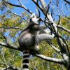 Rondreis Madagascar: ontmoet de lemuren!