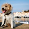 Het Heerlijke Hondenleven in… Saint Tropez
