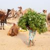 De Camel Fair in Pushkar, India