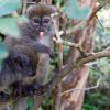De lemuren van Madagaskar, hier zie je ze zeker