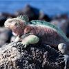 Breng een bezoek aan een unieke bestemming; kies voor de Galapagos eilanden