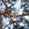 Lapland, Finland: een ontbijtende eekhoorn