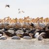 Senegal, Djoudj: kraamkamer van pelikanen