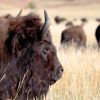 In de ban van de bizon - de buffalo roundup