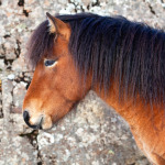 IJslander paard