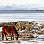 IJslander paarden