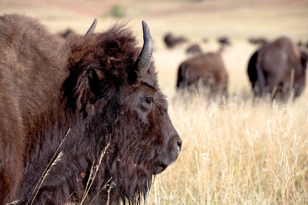 In de ban van de bizon – de buffalo roundup