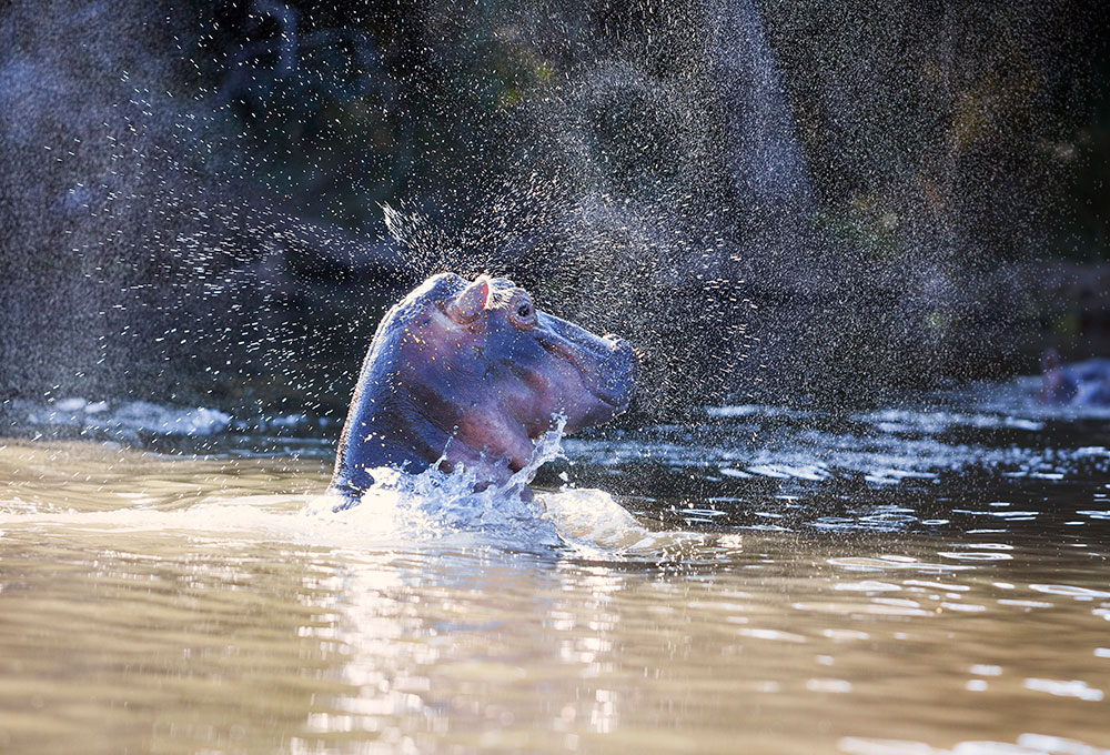 Safari Zambia – Kanoën tussen nijlpaarden