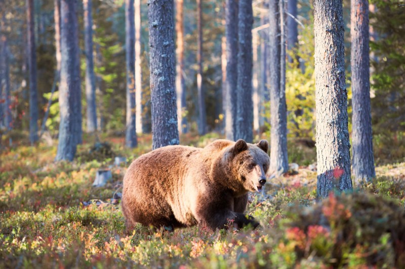 Beren, Finland, spotten, natuur, natuurreizen