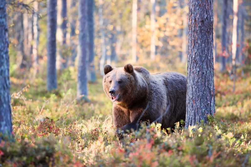 vakantie, natuurreizen. Bruine beren spotten in Finland, tegen de grens met Rusland.