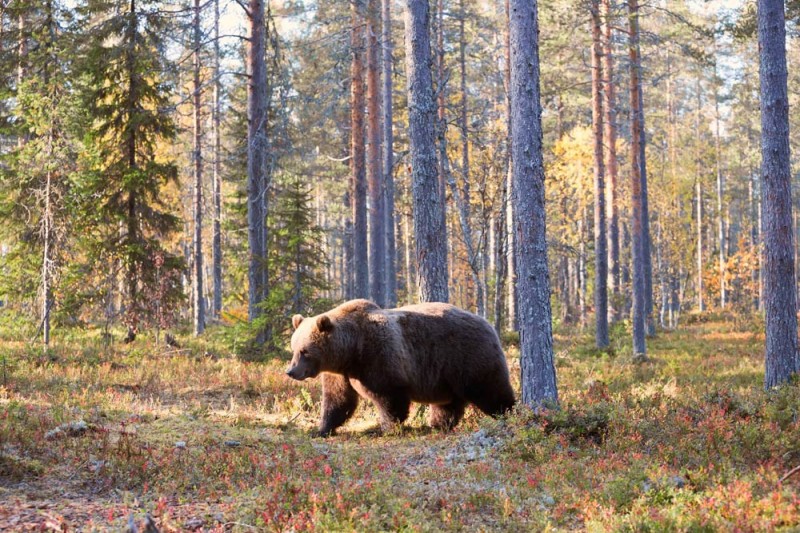Een bruine beer passeert rustig, in Finland
