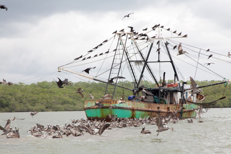 Pelikanen volgen de vissersboten, Panama