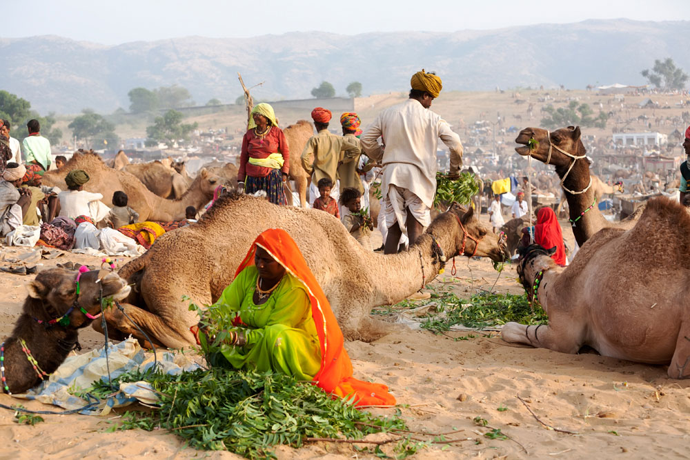 Kamelenfestival in Pushkar, Rajasthan, India