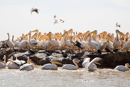 Senegal, Djoudj: kraamkamer van pelikanen