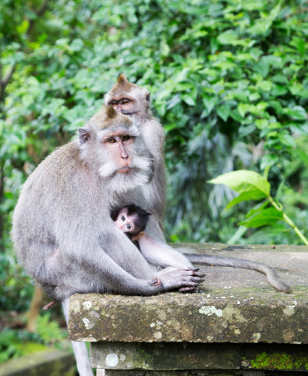 Ubud, Bali, Indonesie Monkey Forest