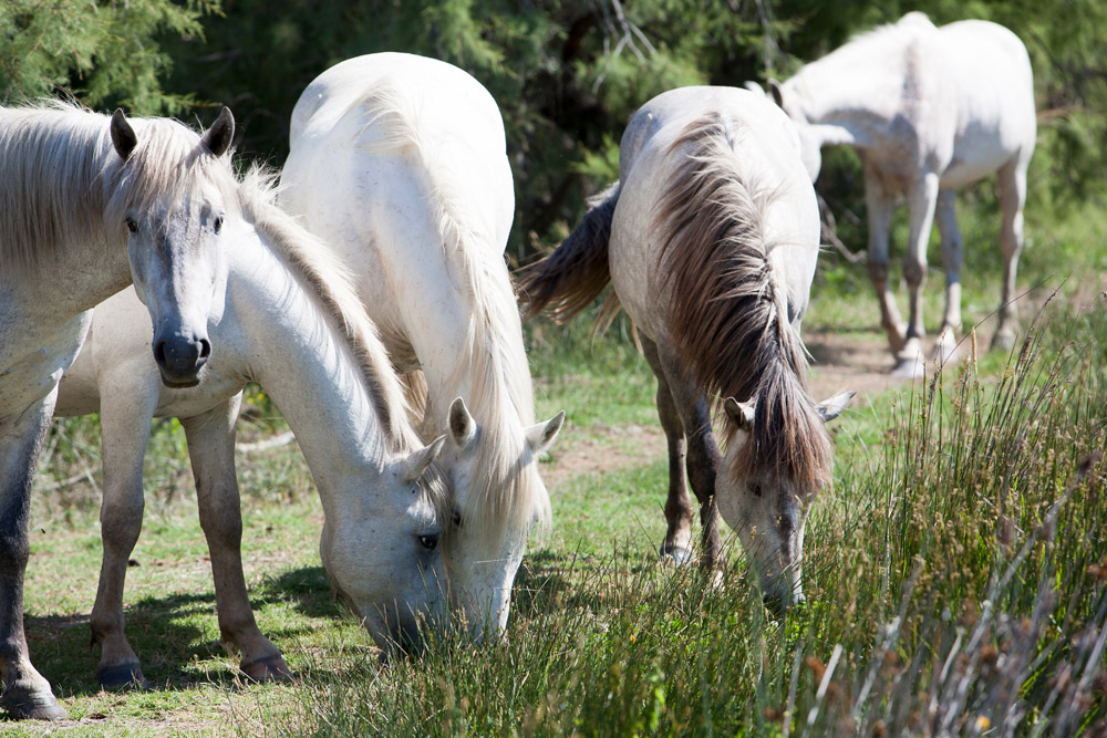 De witte paarden van de Camargue, fietsen in Frankrijk