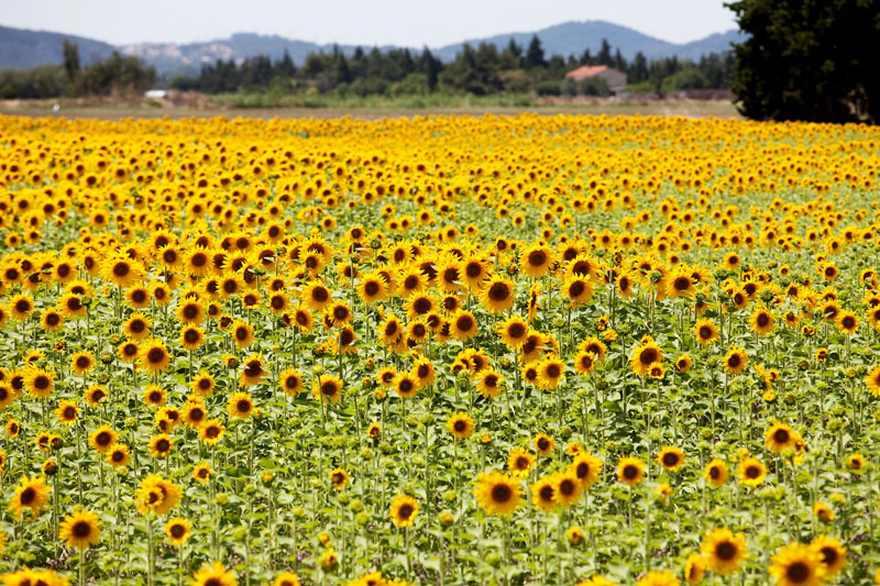 Velden vol zonnebloemen in de Camargue, Frankrijk