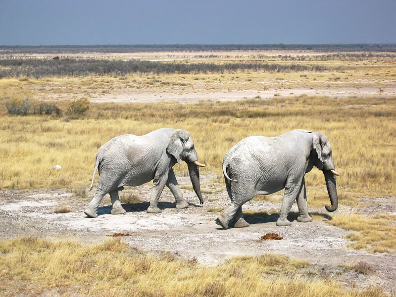 Op safari in Etosha National Park in Namibie, Afrika. Olifanten