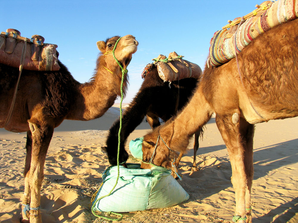 Wandelen in de Sahara woestijn, de Western Desert in Egypte