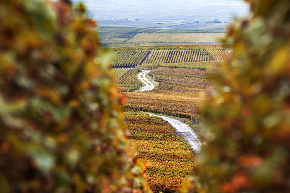 Uitzicht over de glooiende wijngaarden.