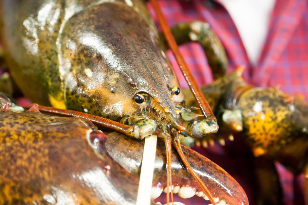 Rondreis Nova Scotia, Canada: restaurant Lobster Pound in Hall's Harbour