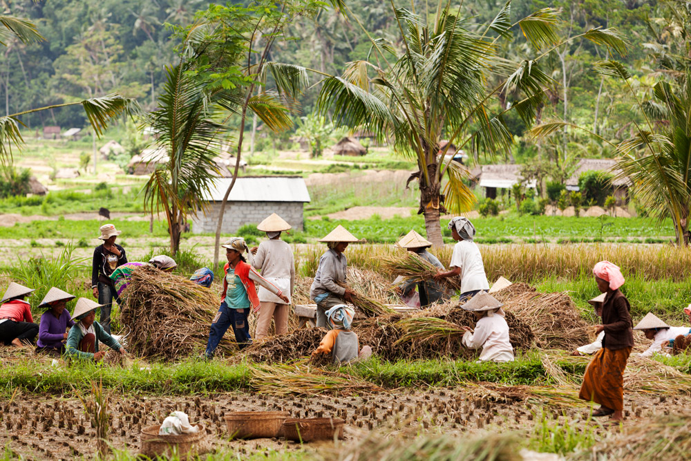 Vrouwen en mannen werken in het veld op Bali
