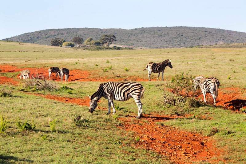 Grazende zebra's tijdens een mini-safari langs de tuinroute.
