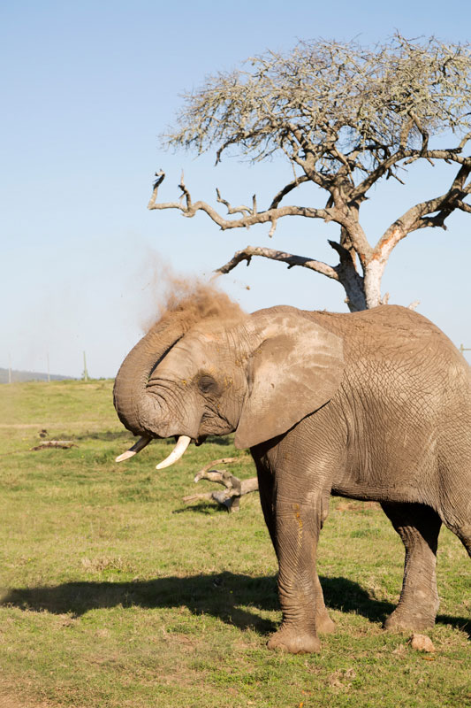 Ontmoeting met een olifant tijdens een mini-safari langs de tuinroute.