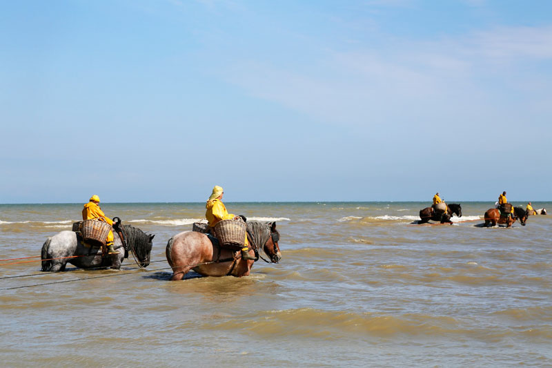 De paardenvissers vissen op een traditionele manier op garnalen in Oostduinkerke, Vlaanderen, Belgie, garnaalvissers
