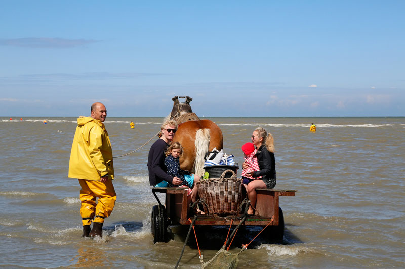 De paardenvissers vissen op een traditionele manier op garnalen in Oostduinkerke, Vlaanderen, Belgie