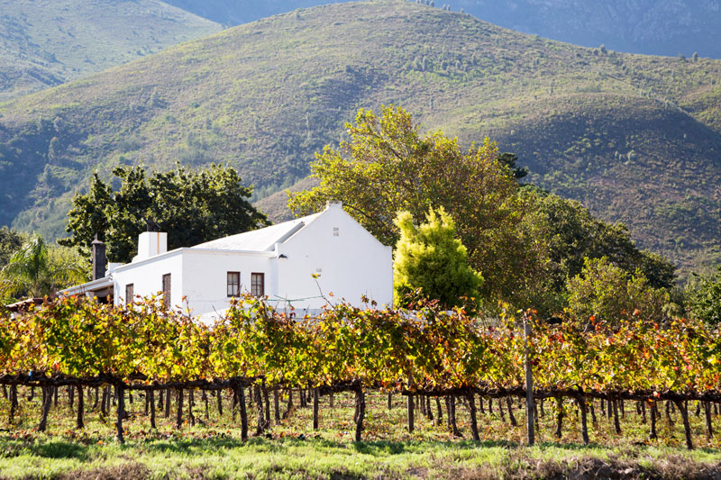 Langs de wijnroute: natuurlijk drink je wijn in en rond Stellenbosch.