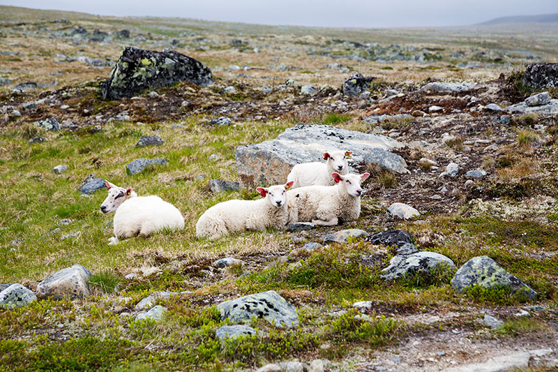 Puur natuur en hier en daar een schaap in het Hardangerfjord in Noorwegen.