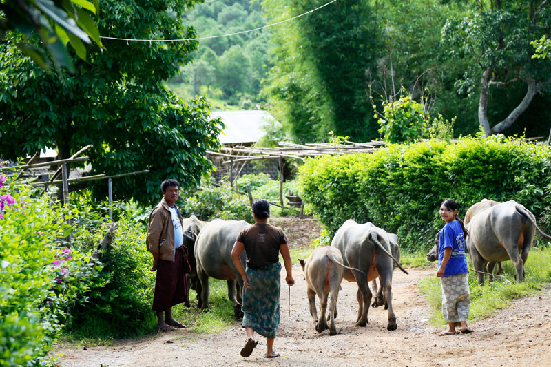 Wandelen in de bergen rond Kalaw, Myanmar. 