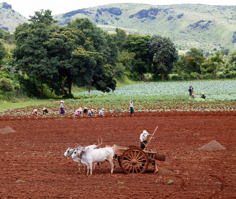 Landbouw in de omgeving van Pindaya, Myanmar.