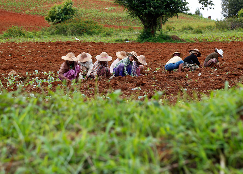 Landbouw in de omgeving van Pindaya, Myanmar.