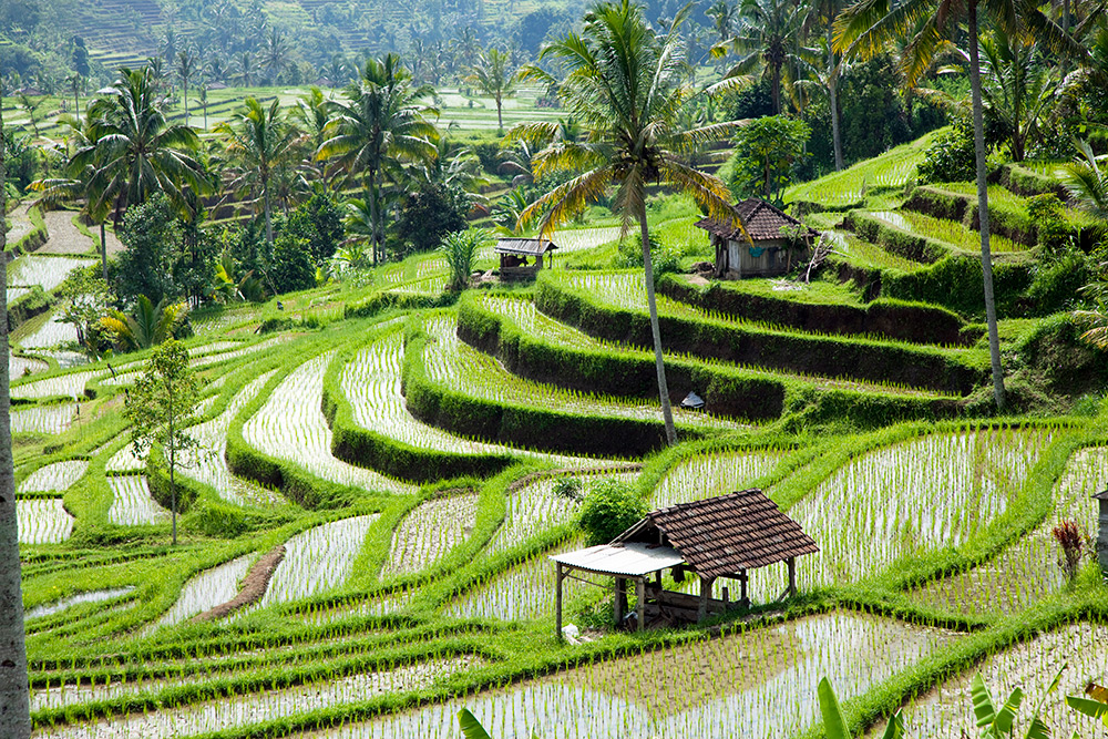 De UNESCO rijstterrassen van Jatiluwih op Bali, Indonesie