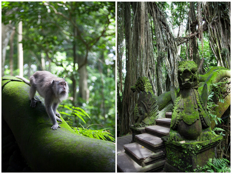 Monkey Forest in Ubud op Bali, Indonesie