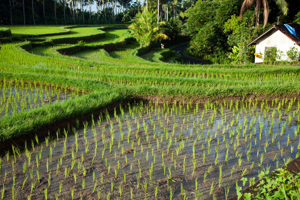 De rijstvelden rond Ubud, Bali, Indonesie