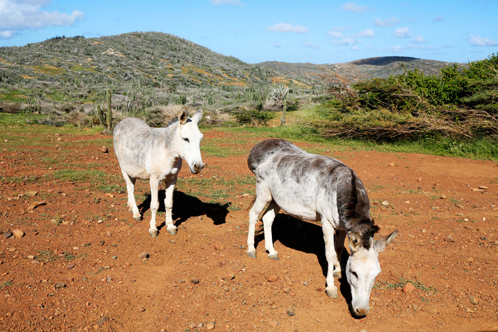 Wilde ezels bij de noordkust van Aruba