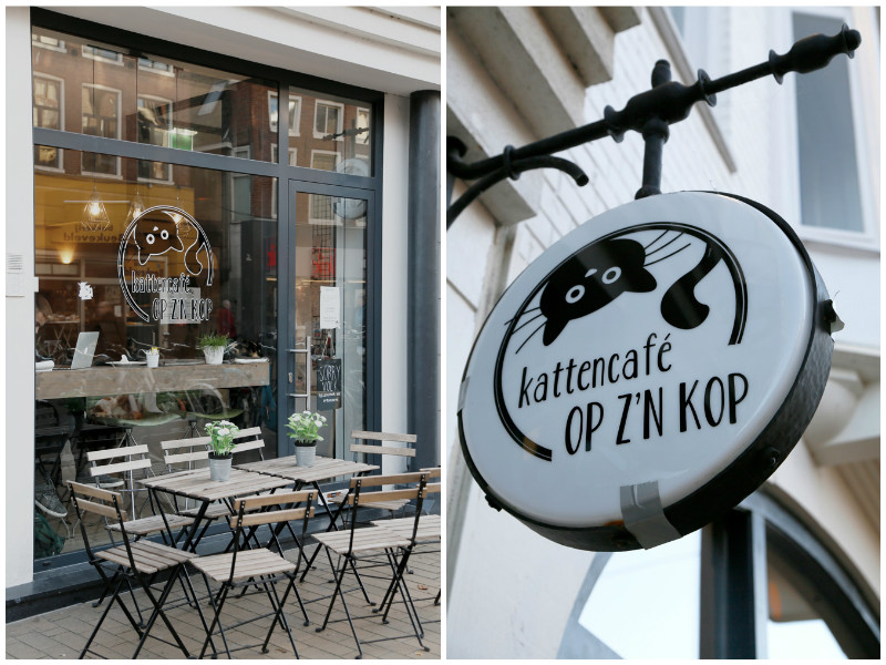 Stedentrip Groningen: het populaire kattencafe op z'n Kop