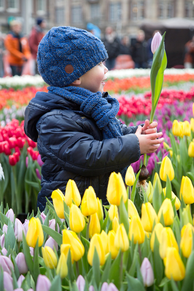 Nationale Tulpendag, de tulpen-pluktuin op de Dam in Amsterdam