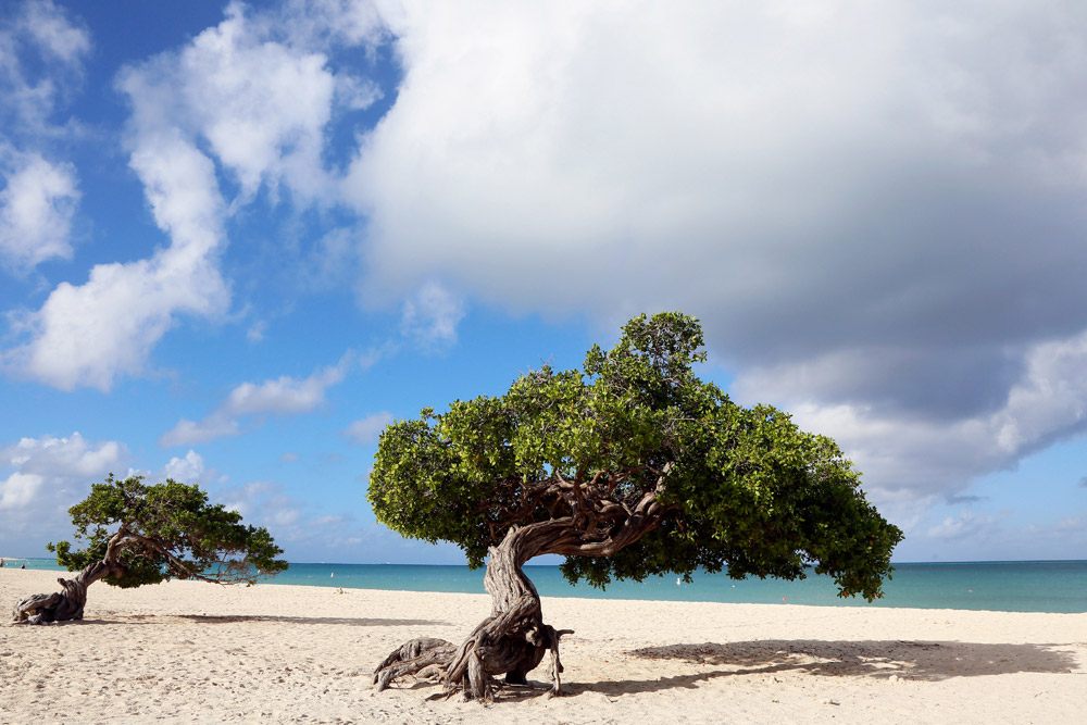 De beroemde fofoti bomen op Eagle Beach, Aruba