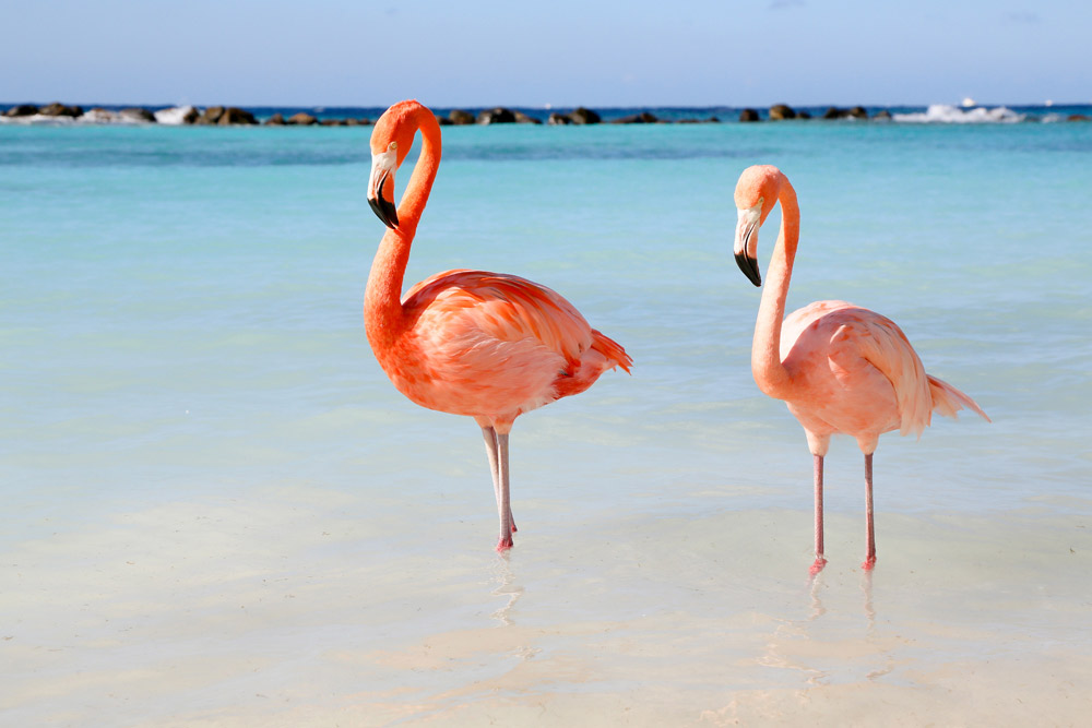 Strand top 5 Aruba: in goed gezelschap op Flamingo Beach