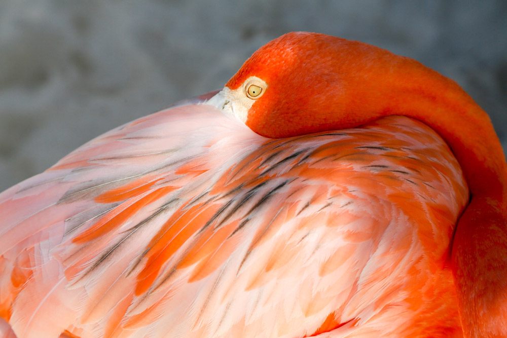 Strand top 5 Aruba: ook de flamingo's relaxen op Flamingo Beach