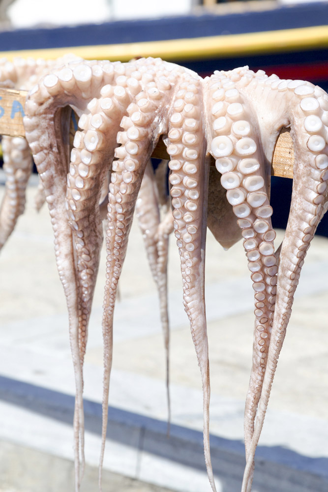 De inktvis hangt te drogen in de haven van Naoussa, Paros, Cycladen, eilandhoppen Griekenland